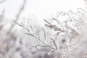 Winter Care for Affenpinschers