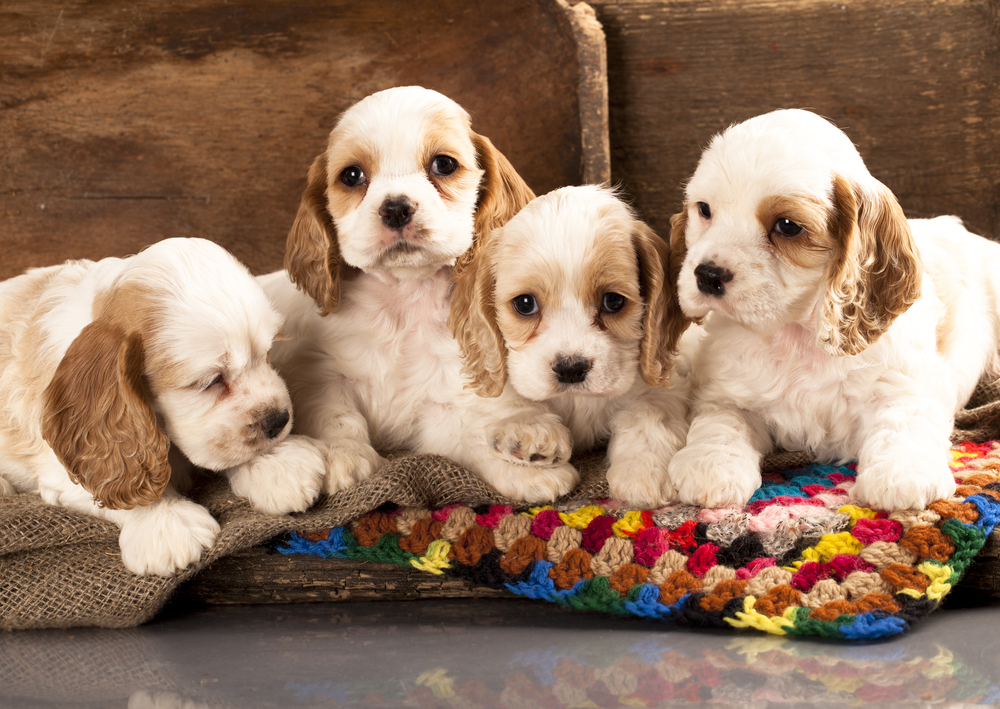 Cocker Spaniel Breed Variations English Cocker Spaniel vs. American Cocker Spaniel