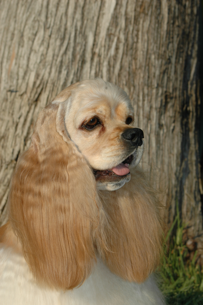American Cocker Spaniel