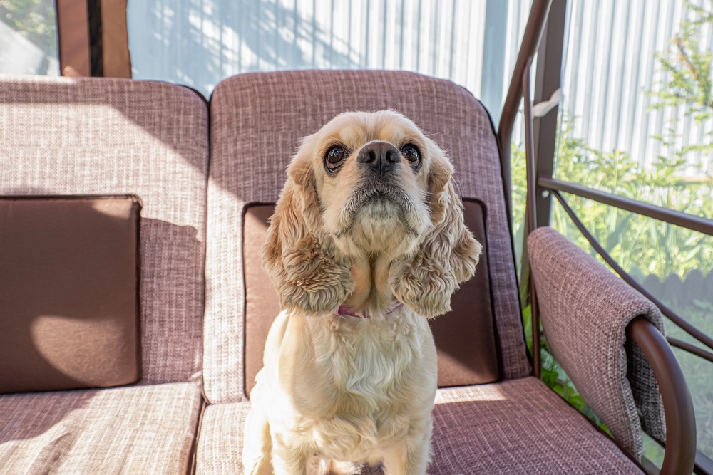 American Cocker Spaniel Dog Breed