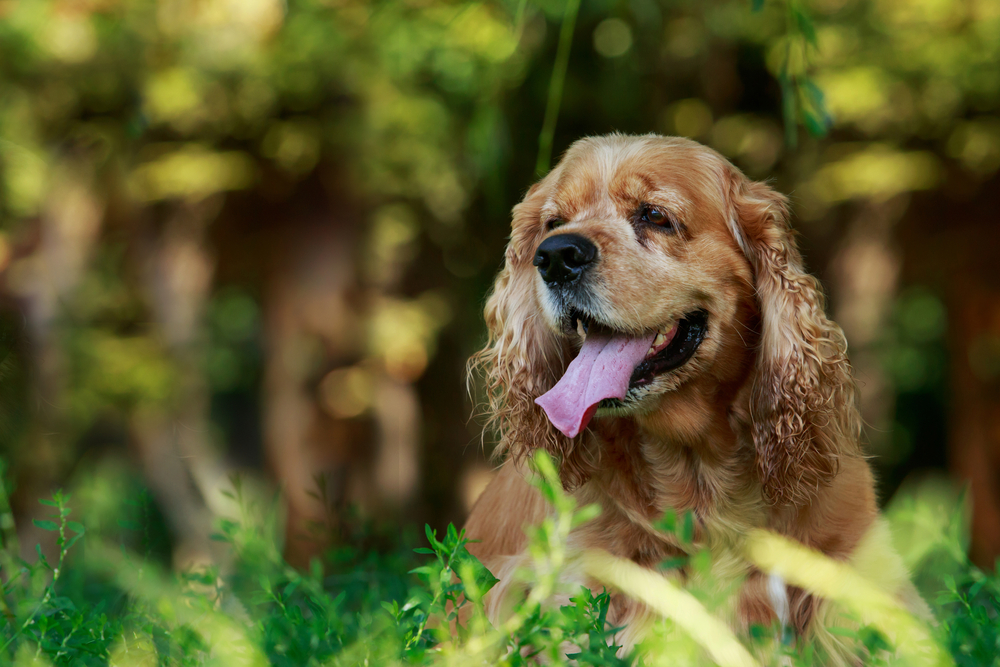 Famous American Cocker Spaniels in History - June 2024